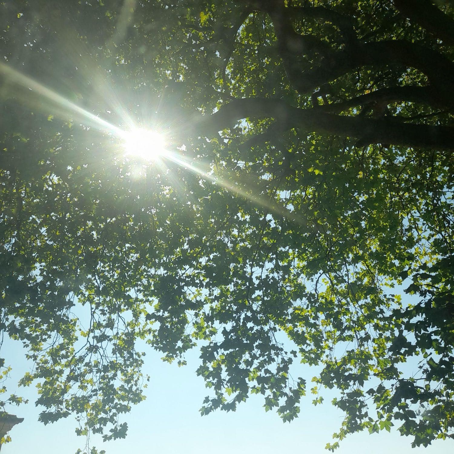Luz do sol a atravessar as folhas de uma árvore